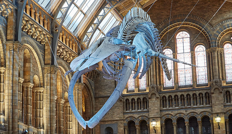 best cultural attractions in london natural history museu
